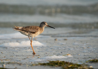 Common Redshank with one leg, Bahrain