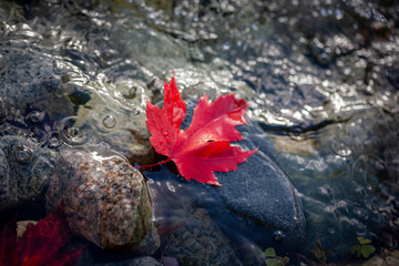 Maple leaf on stones with water background