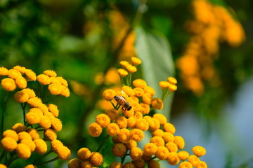 Bee on a yellow plant