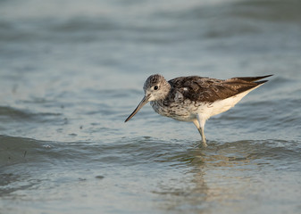 Common greenshank feeding at Busaiteen coast, Bahrain