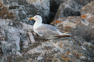 gaivota no meio das rochas.