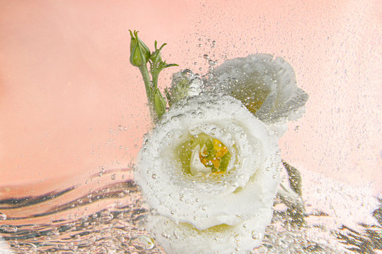 Elegant white eustoma lisiantus covered by water and water drops on a tender peach pink background. Soft background for advertising, picture to promote flower perfume, mom day. Wedding card.