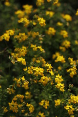 Summer vegetation in the countryside