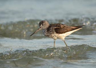 Common greenshank feeding at Busaiteen coast, Bahrain