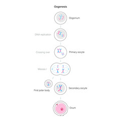 Reproductive system concept