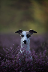 Whippet in der Heide