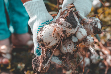 A bright sunny day. Harvesting ripe white onions. Human hands in cotton mittens.