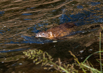 Beaver in the South Platte River