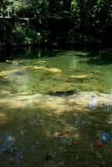 National Gardens, Athens, Greece, May 2020: The National/Royal gardens deserted during the coronavirus quarantine 