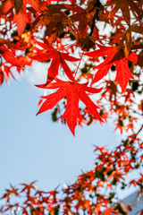 Close up of maple leaf