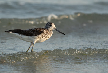 Common greenshank feeding at Busaiteen coast, Bahrain