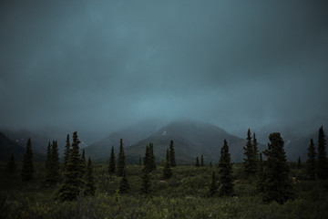 Mountain fog mist trees