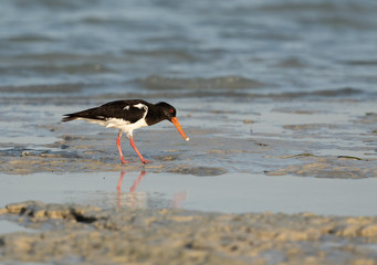 Oystercatcher feeding at Busaiteen coast of Bahrain