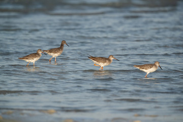 Redshanks in the Busaiteen coast, Bahrain