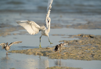 Western reef heron white morphed at Busaiteen coast of Bahrain
