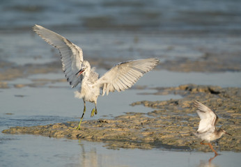 Western reef heron white morphed at Busaiteen coast of Bahrain
