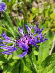 Spring in the garden 