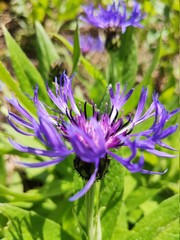 purple flower in the garden
