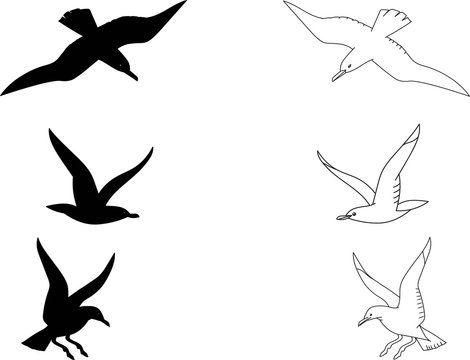 Black silhouette and outline seagulls. Isolated birds for coloring kids' book, decorative illustrations
