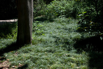 National Gardens, Athens, Greece, May 2020: The National/Royal gardens deserted during the coronavirus quarantine 