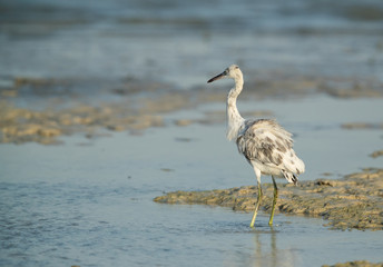 Western reef heron white morphed at Busaiteen coast of Bahrain