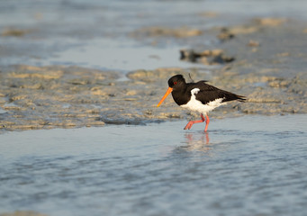 Oystercatcher feeding at Busaiteen coast of Bahrain