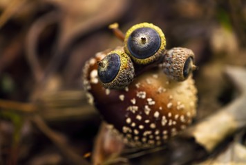 acorns on a toadstool Amanita phalloides