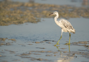 The western reef heron is also called the western reef egret