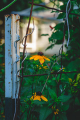 Yellow flower next to garden stake.