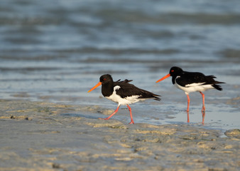 Oystercatcher feeding at Busaiteen coast of Bahrain