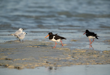Oystercatchers and Gull-billed tern at sea coast