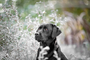Portrait schwarzer Labrador Retriever