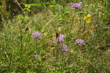 Chives with argynnis paphia on wild flower meadow