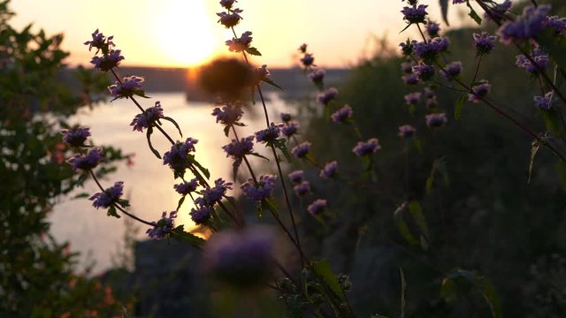 The beginning of a new day in nature. Beautiful slow motion footage with wild wildflowers at dawn against the backdrop of the rising sun and river.