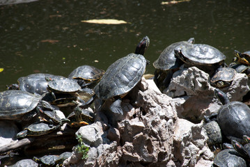 Obraz premium National Gardens, Athens, Greece, May 2020: The turtles at National/Royal gardens during the coronavirus quarantine 