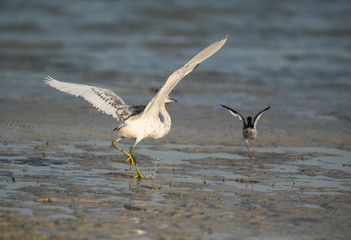 The western reef heron is also called the western reef egret