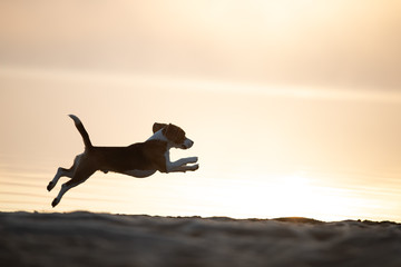 Beagle springt im Sonnenuntergang