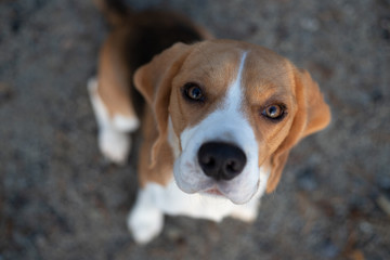 Look up beagle
