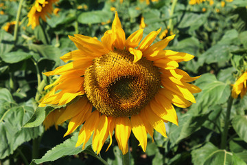 sunflower over the sunflower field