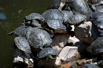 National Gardens, Athens, Greece, May 2020: The turtles at National/Royal gardens during the...