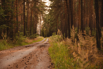 road in the forest