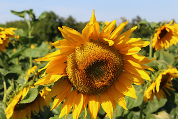 sunflower over the sunflower field © Paulina