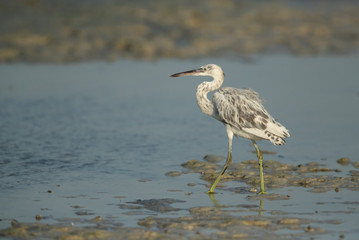 The western reef heron white morphed at Busiateen coast, Bahrain 