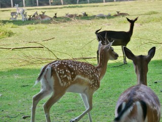 Rehe im Niendorfer Gehege