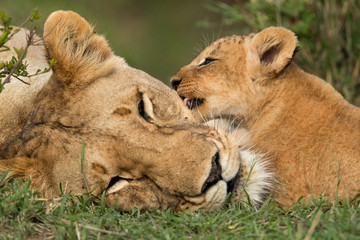 The Lioness with her cub