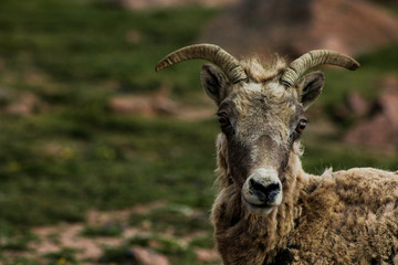 Wild Sheep