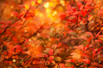 Autumn natural background with red leaves, fall bright landscape, banner