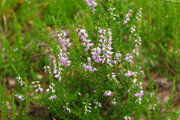 An undersized fragrant shrub or shrub of flowering thyme. A beautiful photo of small blue flowers against the background of the forest. A useful herb used in folk medicine and for flavoring.