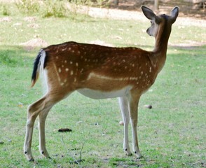 Reh steht im  Gehege auf einer Wiese