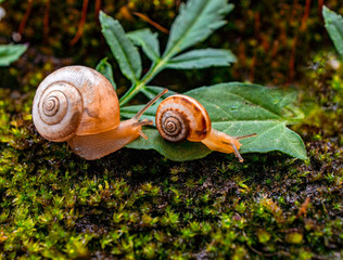 Two small grape snails close up on a green forest litter. Romantic concept, Valentine's Day. Helix pomatia